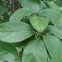 Ehretia dicksonii feuille